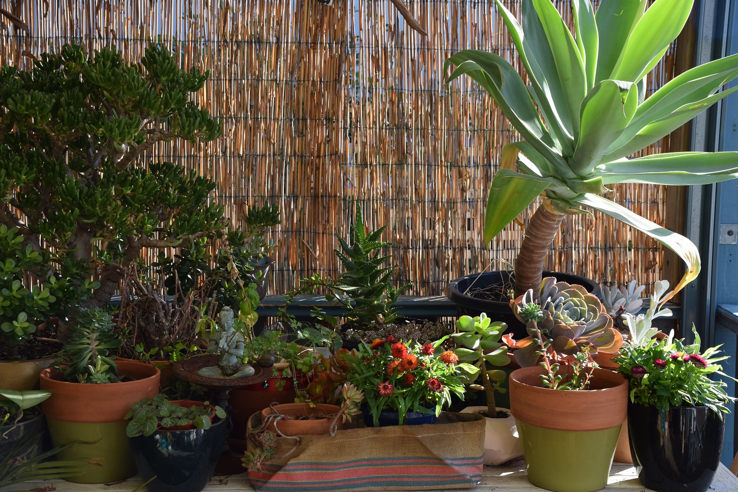 Whether you have recently discovered a passion for potted plants in your home, or like me, have always been a lover of the indoor plant, there are some tips that can help keep them healthy and alive. So many people tell us that they struggle to keep potted plants happy! Often there are basic things such as position, light, temperature and water, that are the problem. However there are other key things that can help ensure you keep your latest addition to the potted plant family happy.
