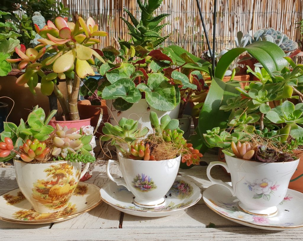 how to make teacup succulents - a very easy DIY project to do at home with vintage teacups and succulent cuttings