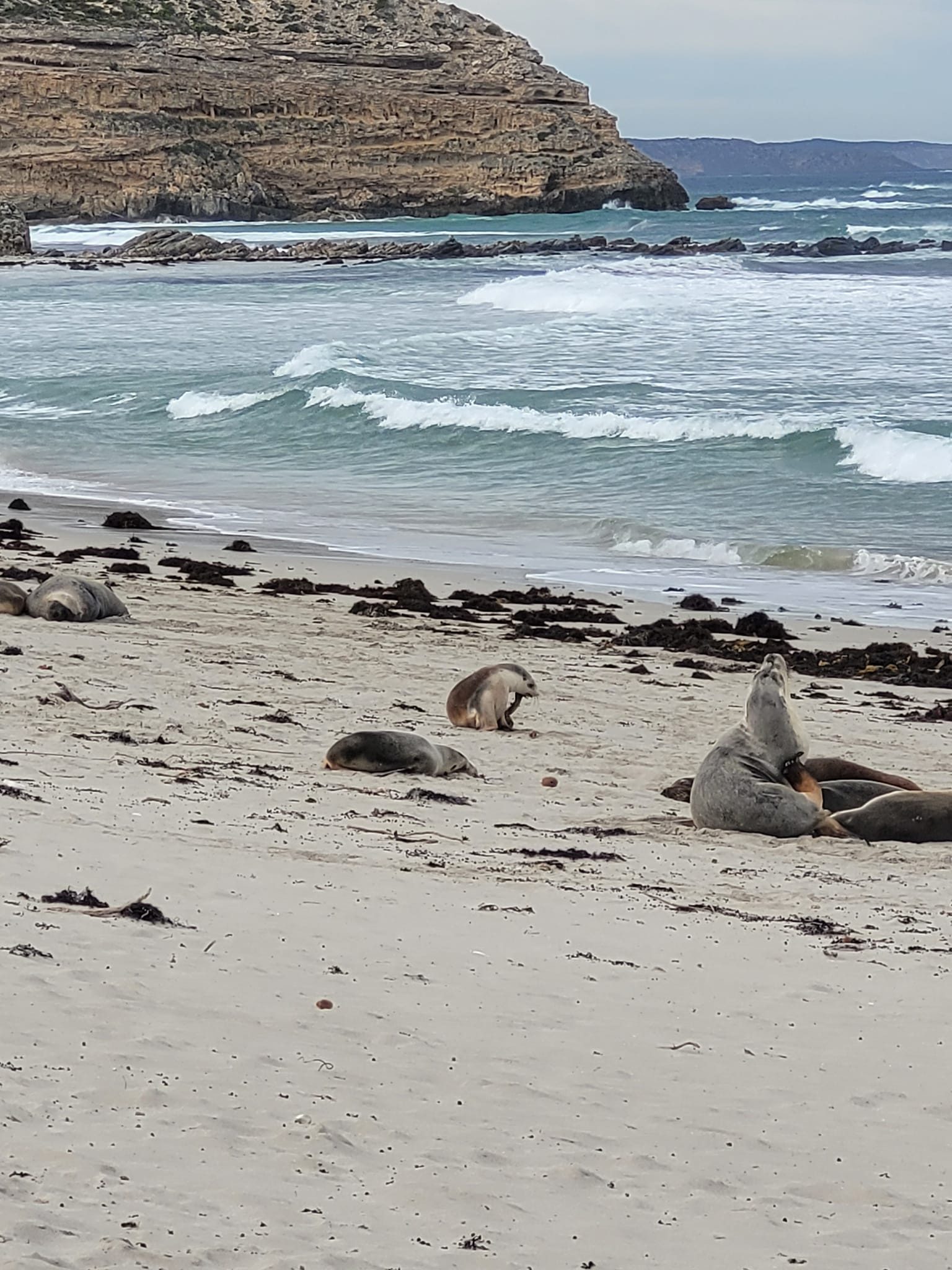 Sea Lions at Cape Seal Bay Kangaroo Island